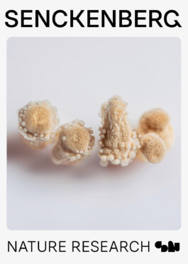 Senckenberg Logo Play