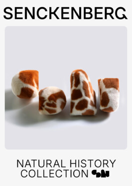 Senckenberg Logo Play