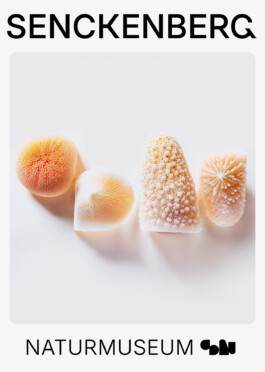 Senckenberg Logo Play